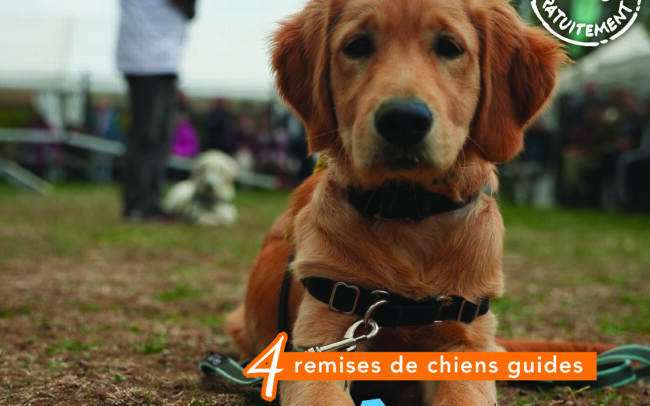 Magazine - Chiens Guides de l'Est